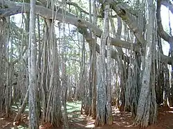 Banyan