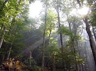 Las pierwotny w parku narodowym Biogradska Gora