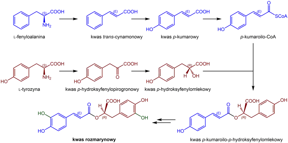 Biosynteza kwasu rozmarynowego