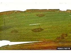 Fotografia mikroskopowa zielonej blaszki liściowej kukurydzy, na powierzchni liścia znajduje się kilka owalnych brązowawych przebarwień położonych równolegle do unerwienia oraz występują przebarwienia brzegu liścia