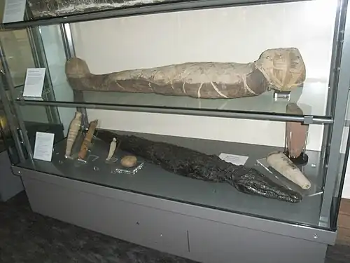 Mumia i zmumifikowane zwierzęta (w tym krokodyl)