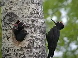 Dziupla dzięcioła czarnego