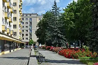 Aleja Róż i róże wzdłuż os. Zgody