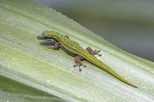 Phelsuma cepediana (2022)