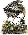 Czapla modra (Ardea herodias)
