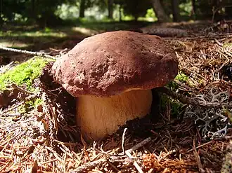Borowik sosnowy (Boletus pinophilus)