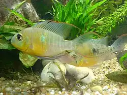 Mikrogeophagus altispinosus