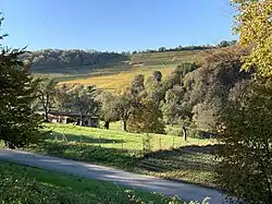 Winnice na wzgórzu Steinberg nad Bollschweilem