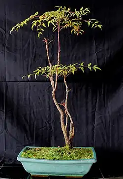 Nandina domowa (Nandina domestica)