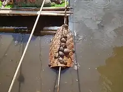 Żółwie w basenie przy Pagodzie