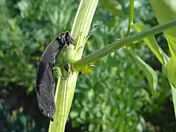 Obumarły zalążek strąka bobu