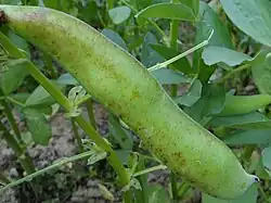 Porażony strąk bobu