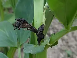 Obumarły kwiat bobu