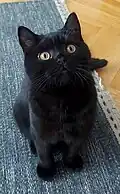 Czarny kot brytyjski krótkowłosy, pięć miesięcy