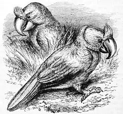 Drawing of two broad-billed parrots
