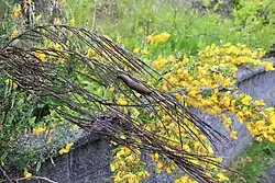 Ślinik luzytański na suchej gałązce