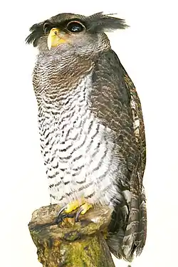 Kuala Lumpur Bird Park