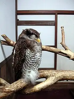 Kacho-en Kakegawa (Japonia)