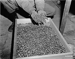 Tysiące obrączek ślubnych ofiar obozu Buchenwald (5 maja 1945 roku)