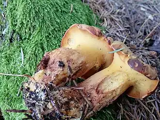 Hymenofor młodych owocników