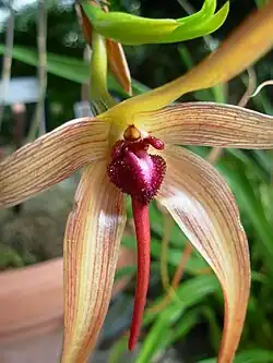 Warżka z ostrogą u Bulbophyllum echinolabium