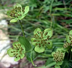 przewiercień jaskrowaty