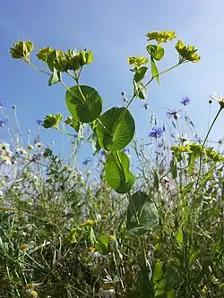 przewiercień okrągłolistny