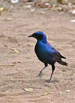 Błyszczak krępy, jeden z gatunków Lamprotornis