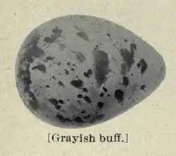 Jajo C. p. couesi na ilustracji Chestera A. Reeda