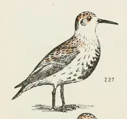 Przedstawiciel C. p. ptilocnemis w szacie godowej na ilustracji Chestera A. Reeda (1903)...