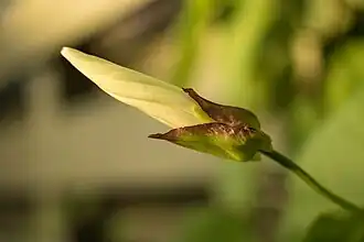 Skręcony kwiat w pąku