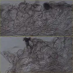 Camarophyllopsis phaeophylla