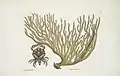 Cance Chelis Rubis, The red-claw Crab; Titanokeratophyton &c., 1754