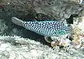 Canthigaster jactator