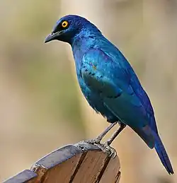 Błyszczak lśniący, jeden z gatunków Lamprotornis