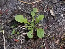 Rozeta rośliny zimującej (kwiecień)