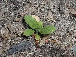 Siewka kiełkująca wiosną (maj)