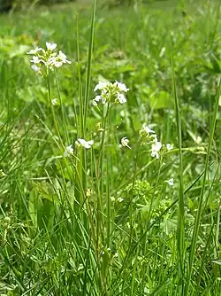 Rzodkiewnik Hallera Arabidopsis halleri