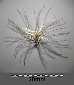 Owoc z puchem kielichowym