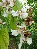 Surmia wielkokwiatowa(Catalpa speciosa)