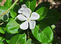 Kultywar o białych kwiatach