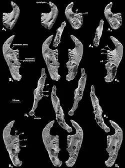 Collection of photos of jaws with teeth