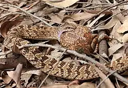 Causus rhombeatus – gatunek żmii