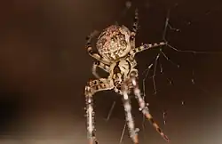 Czaik jaskiniowy (Metellina merianae)