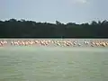 Kolonia flamingów i mangrowy w pobliżu Celestún