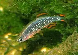 Danio margaritatus