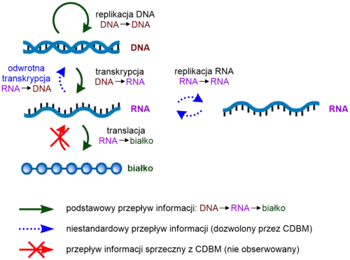 Schemat ilustrujący centralny dogmat biologii molekularnej