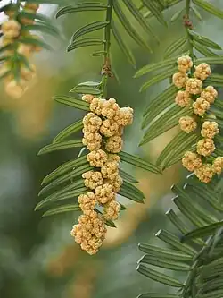 Zdjęcie, wisząca gałązka głowocisu z kwiatami
