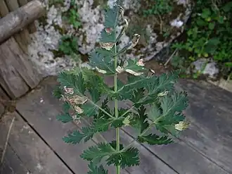 Porażone przez C. apii liście rośliny z rodziny selerowatych