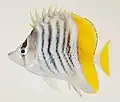Chaetodon mertensii
